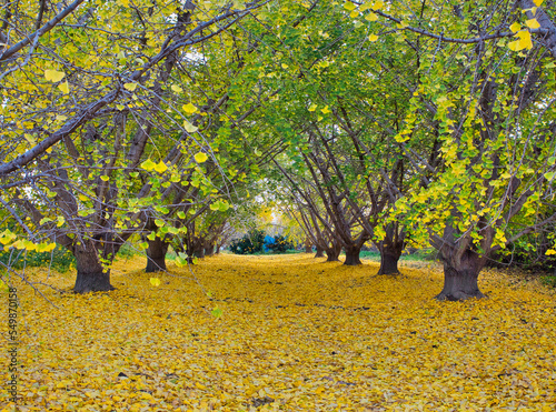 Ginkgo biloba tree's fallen leaves for background