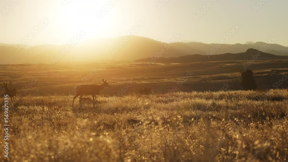 custom made wallpaper toronto digitalRocky Mountain Golden Sunset Deer Grazing
