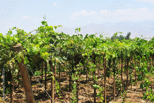 vineyard and Grape vines in Ica, Peru used to make pisco industry of wine