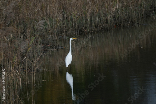 egret in a pond