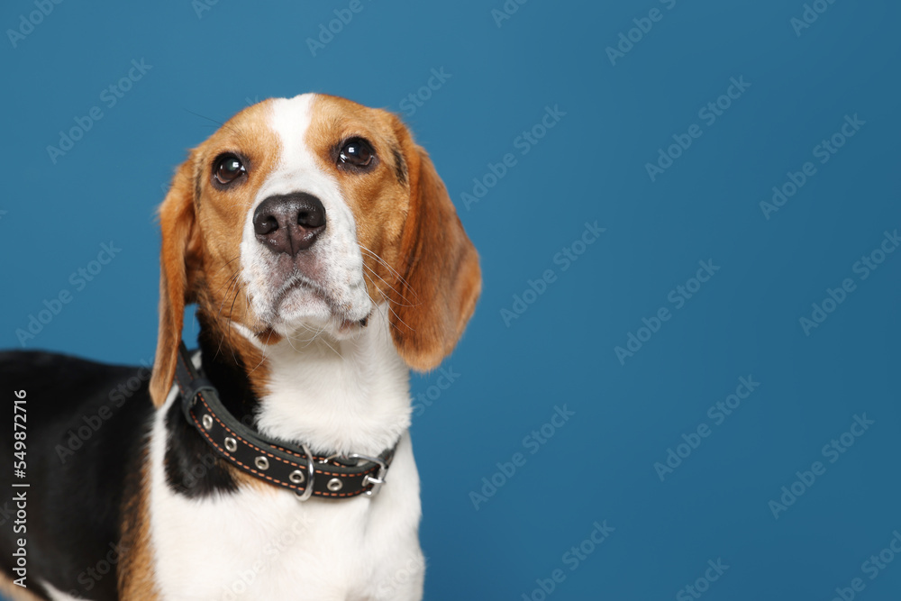 Adorable Beagle dog in stylish collar on dark blue background. Space for text