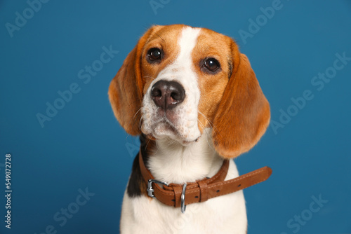 Adorable Beagle dog in stylish collar on dark blue background