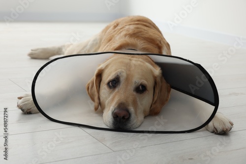 Fotografering Sad Labrador Retriever with protective cone collar lying on floor indoors