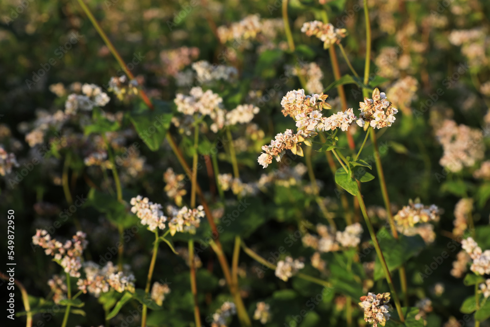 Closeup view of beautiful blossoming buckwheat flowers Closeup view of beautiful blossoming buckwheat flowers