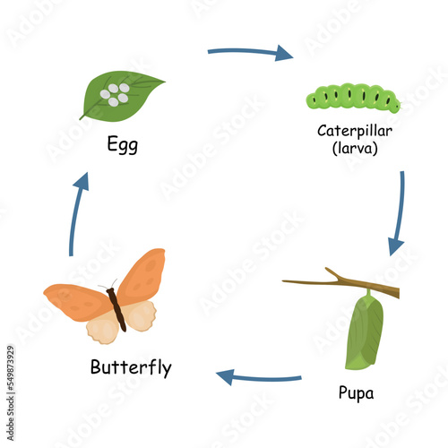 Metamorphosis or life cycle of butterfly from eggs, caterpillar, pupa to a butterfly