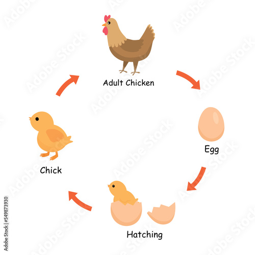 Life cycle of chicken from egg, hatching, chick to adult chicken