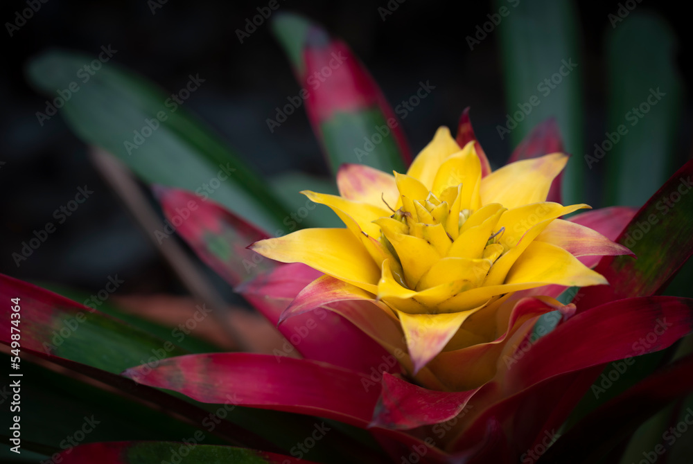 Obraz premium Close-up of a yellow-red Bromeliads flower blooming in the tropical garden on dark green leaves background. (Bromeliaceae)