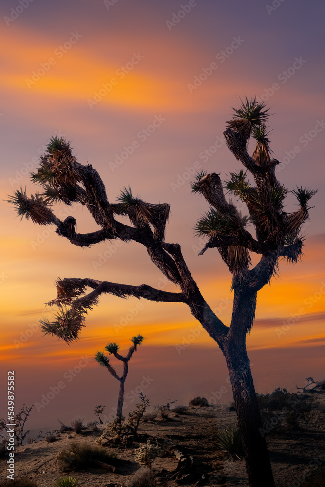 View from road trip with Joshua trees at sunset landscape around. California, USA