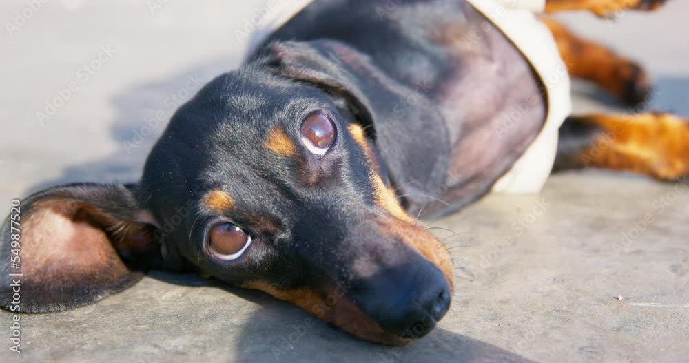Sick weak dachshund puppy lies on street trembling fear illness frightened look. Abandoned sick does not move, asks help, shakes its paws. Close-up portrait of dog muzzle injury veterinarian ambulance