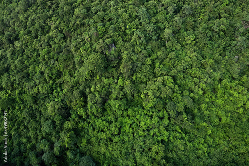 aerial view of dark green forest Abundant natural ecosystems of rainforest. Concept of nature  forest preservation and reforestation. © Photo Sesaon