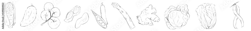 Set of vegetables: corn, cucumber, tomato, peanut, peas, asparagus, ginger, cabbage, Chinese cabbage and bean pods. Digital pencil sketch illustration. Set of vegetables: corn, cucumber, tomato, peanut, peas, asparagus, ginger, cabbage, Chinese cabbage and bean pods. Digital pencil sketch illustration.