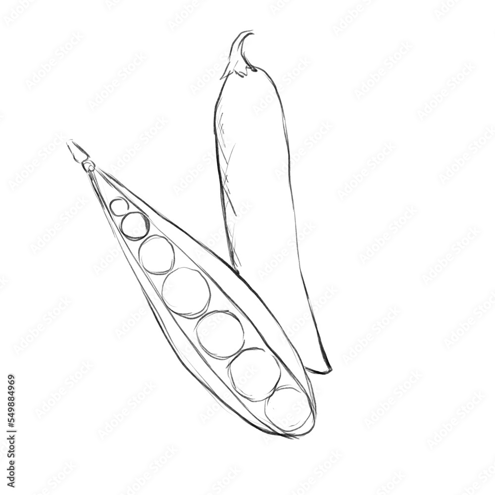 Peas in a pod, sketch and line art illustration Peas in a pod, sketch and line art illustration