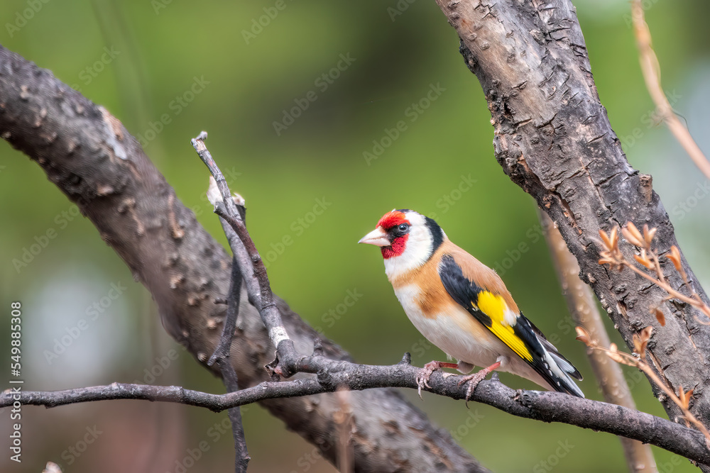 The European goldfinch or simply the goldfinch, Carduelis carduelis, sits on a branch in spring on green background. The European goldfinch in wildlife. The European goldfinch or simply the goldfinch, Carduelis carduelis, sits on a branch in spring on green background. The European goldfinch in wildlife.