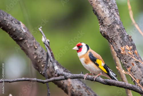 The European goldfinch or simply the goldfinch, Carduelis carduelis, sits on a branch in spring on green background. The European goldfinch in wildlife. © Dmitrii Potashkin