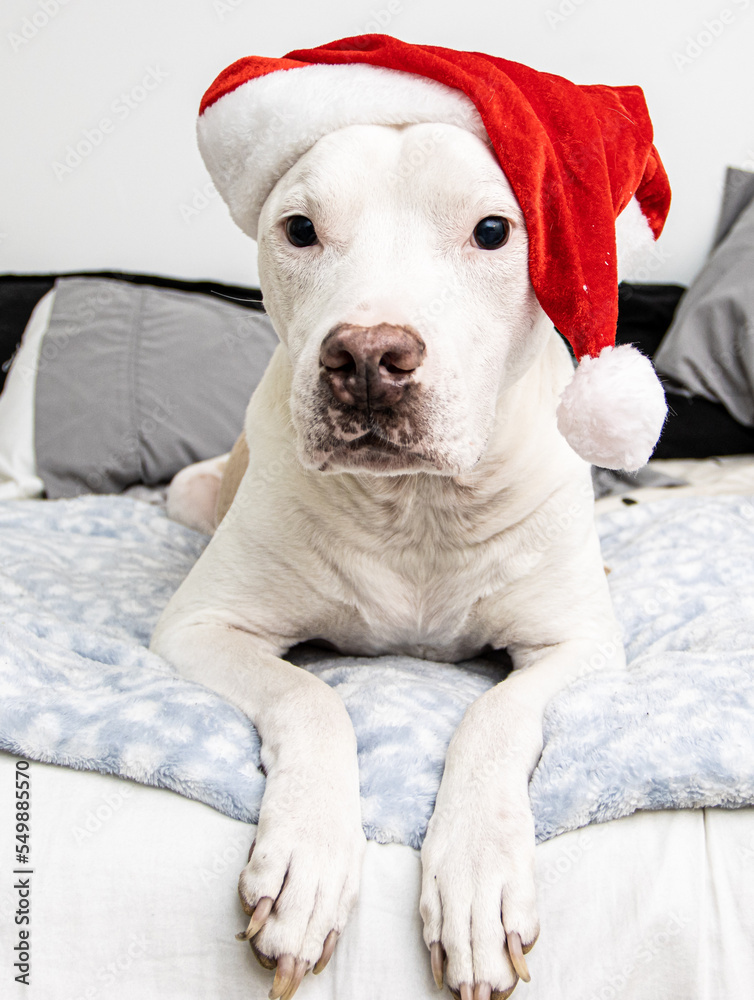 dog in santa claus hat