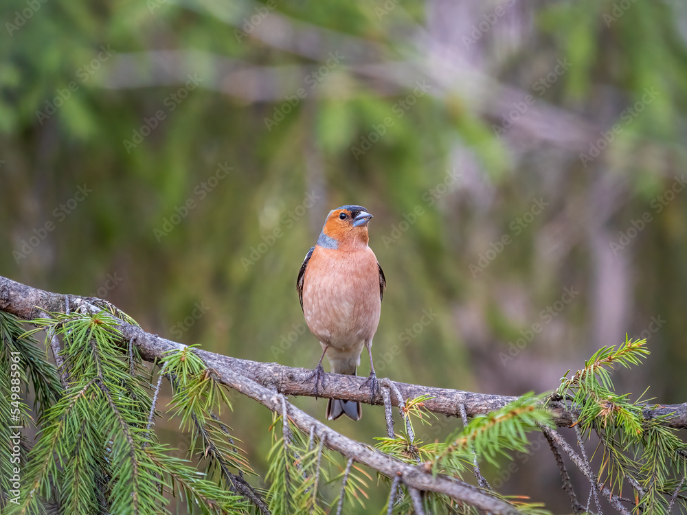 Common chaffinch, Fringilla coelebs, sits on a branch in spring on green background. Common chaffinch in wildlife. Common chaffinch, Fringilla coelebs, sits on a branch in spring on green background. Common chaffinch in wildlife.