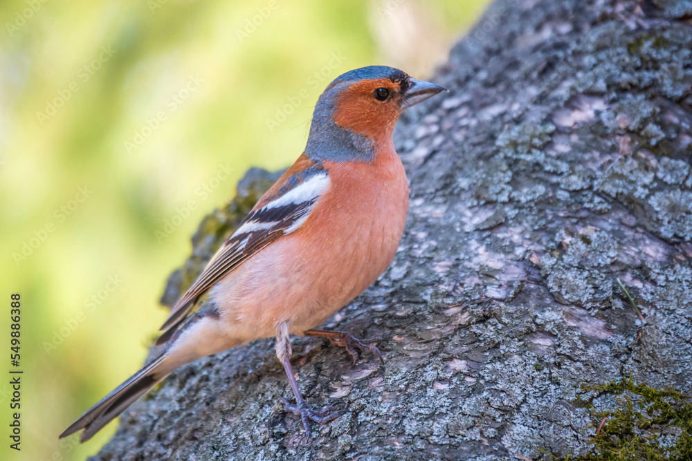 Common chaffinch, Fringilla coelebs, sits on a tree. Common chaffinch in wildlife. Common chaffinch, Fringilla coelebs, sits on a tree. Common chaffinch in wildlife.