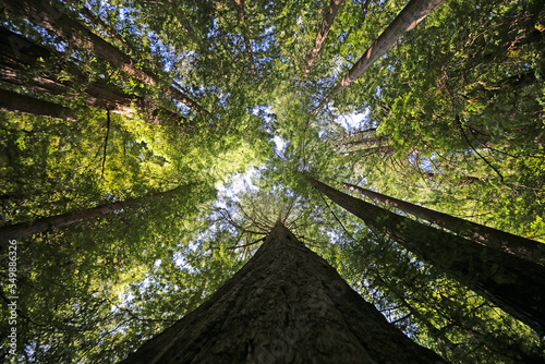 Looking up redwood tree - Redwood National Park, California