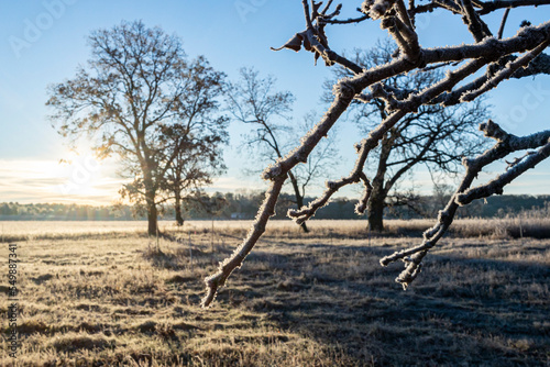Close-up of white oak branches with hickory trees and oaks in the background on a frosty morning in the winter.