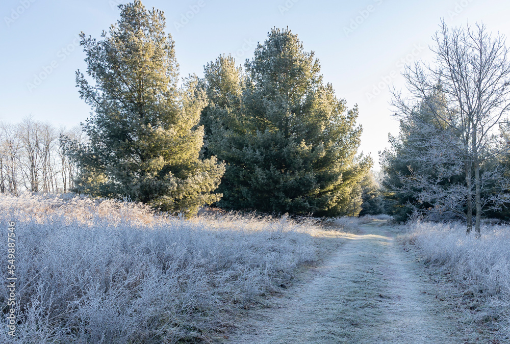A lane between white pines on in the early morning with heavy white frost. A lane between white pines on in the early morning with heavy white frost.