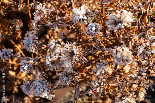 Frozen New England aster flowers edged with white frost in the winter.
