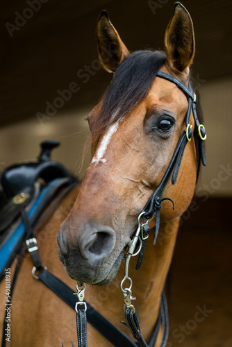 Dun Horse Portrait
