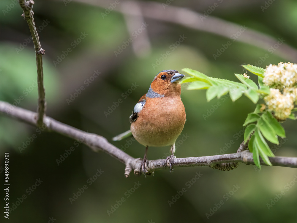 Common chaffinch, Fringilla coelebs, sits on a branch in spring on green background. Common chaffinch in wildlife. Common chaffinch, Fringilla coelebs, sits on a branch in spring on green background. Common chaffinch in wildlife.