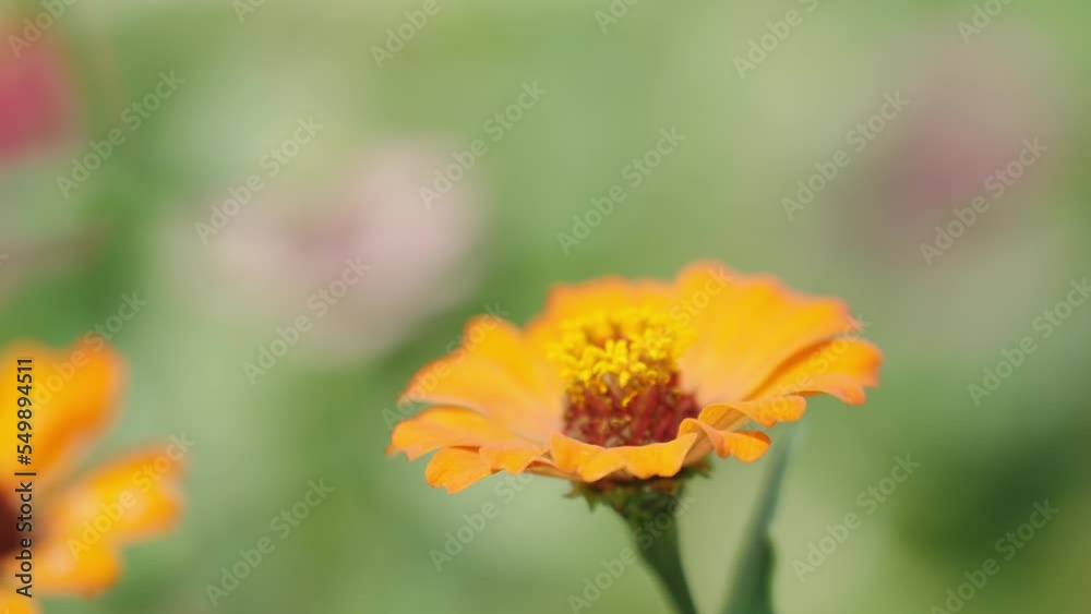 Butterfly is orange black wings and fly on flower in morning on orange flower cluster of a Butterfly bush, feeding on nectar and pollinating Butterfly is orange black wings and fly on flower in morning on orange flower cluster of a Butterfly bush, feeding on nectar and pollinating