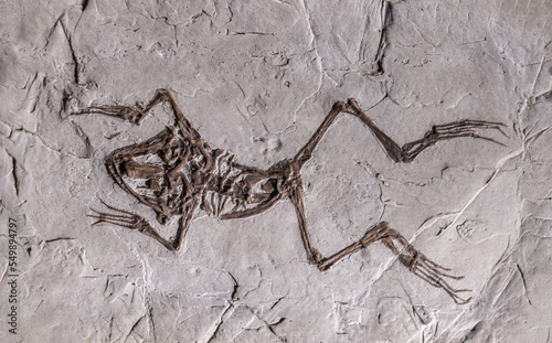 Frog skeleton, prehistoric rock imprint, period of oligocene - paleogene, kenozoikum, tercier photo