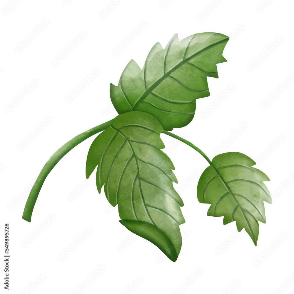 green leaves of a rose on an isolated white background, watercolor illustration, botanical painting green leaves of a rose on an isolated white background, watercolor illustration, botanical painting