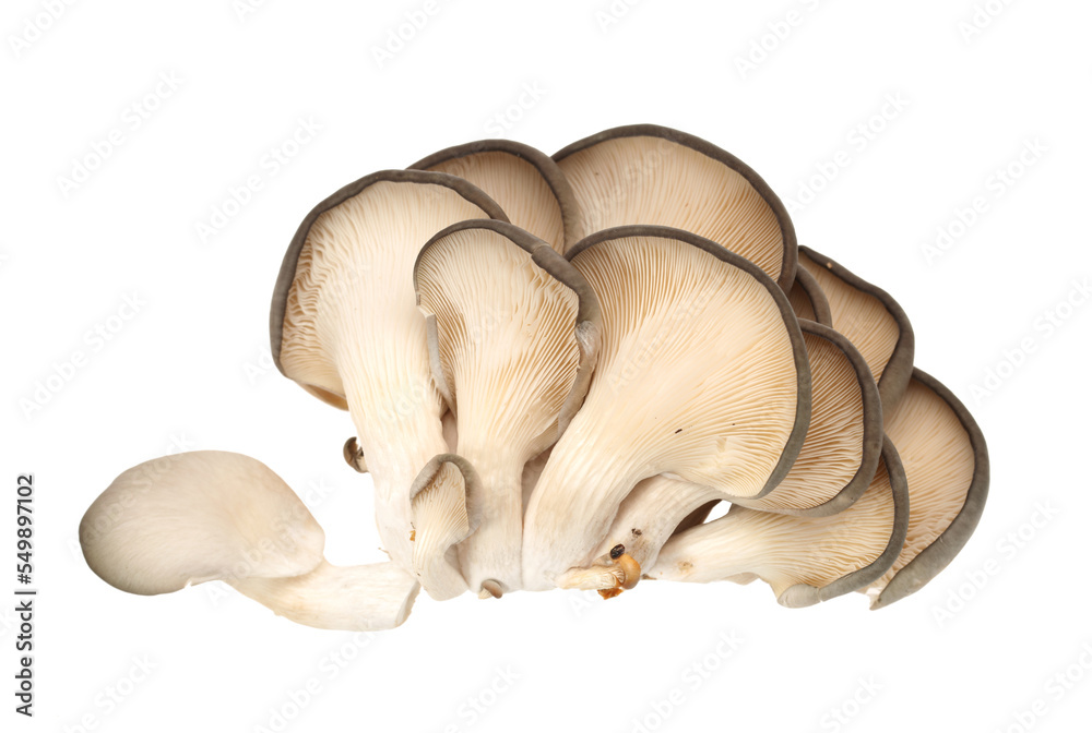 Fototapeta premium oyster mushroom on white background