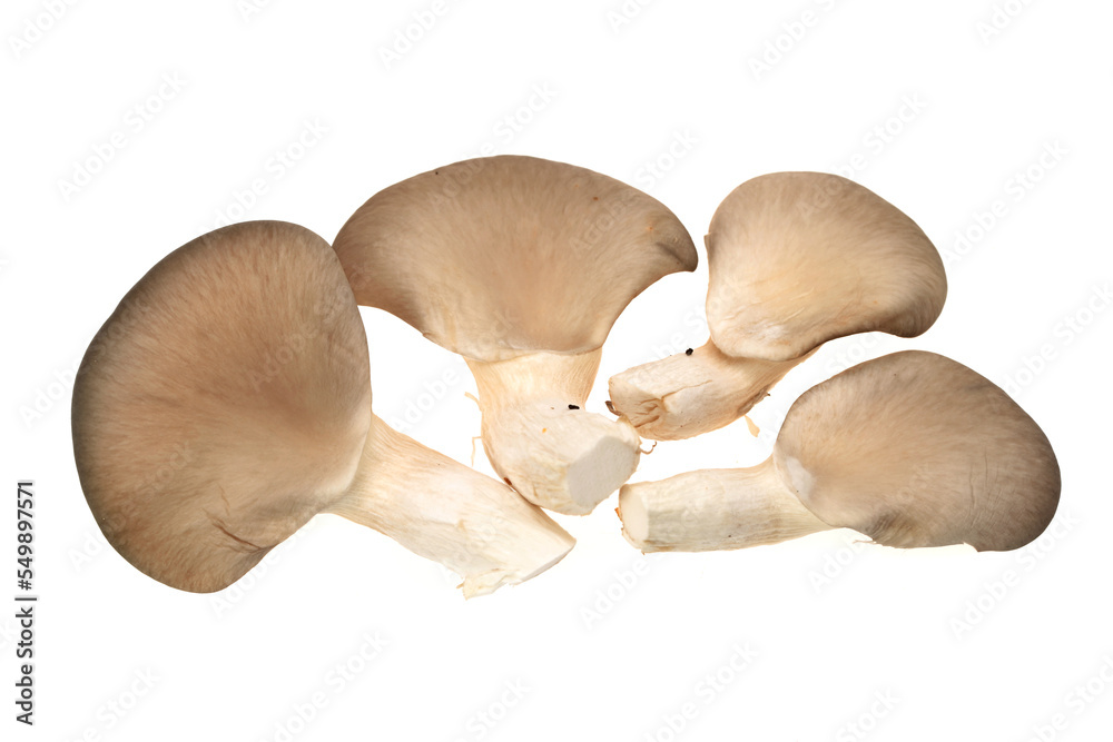 Fototapeta premium oyster mushroom on white background