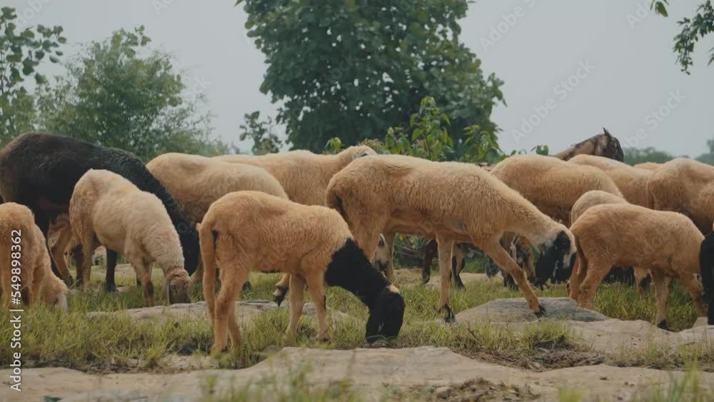Herd Sheeps or Goats grazing grass in a forest at Shivpuri, madhya pradesh Herd Sheeps or Goats grazing grass in a forest at Shivpuri, madhya pradesh