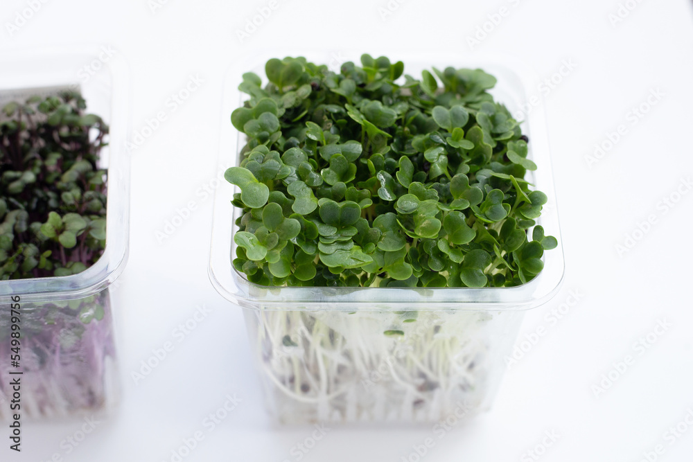 Kale sprouts with red cabbage sprouts on white background. Kale sprouts with red cabbage sprouts on white background.