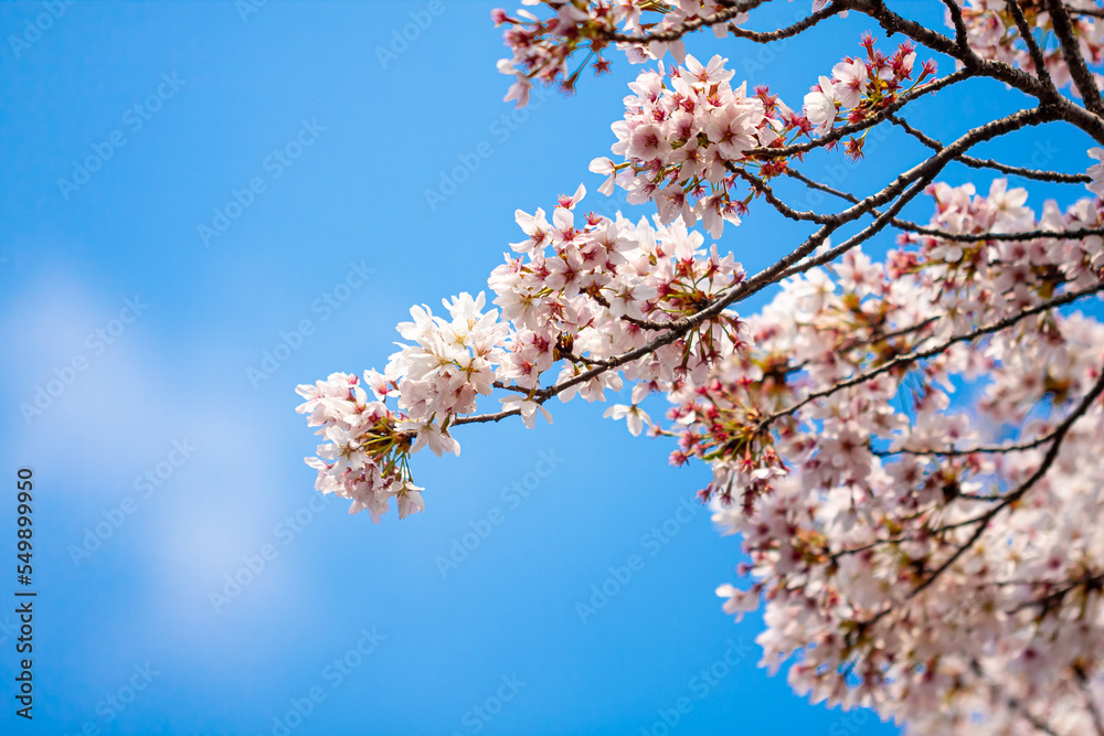 Cherry blossoms busan city in south korea. Cherry blossoms busan city in south korea.