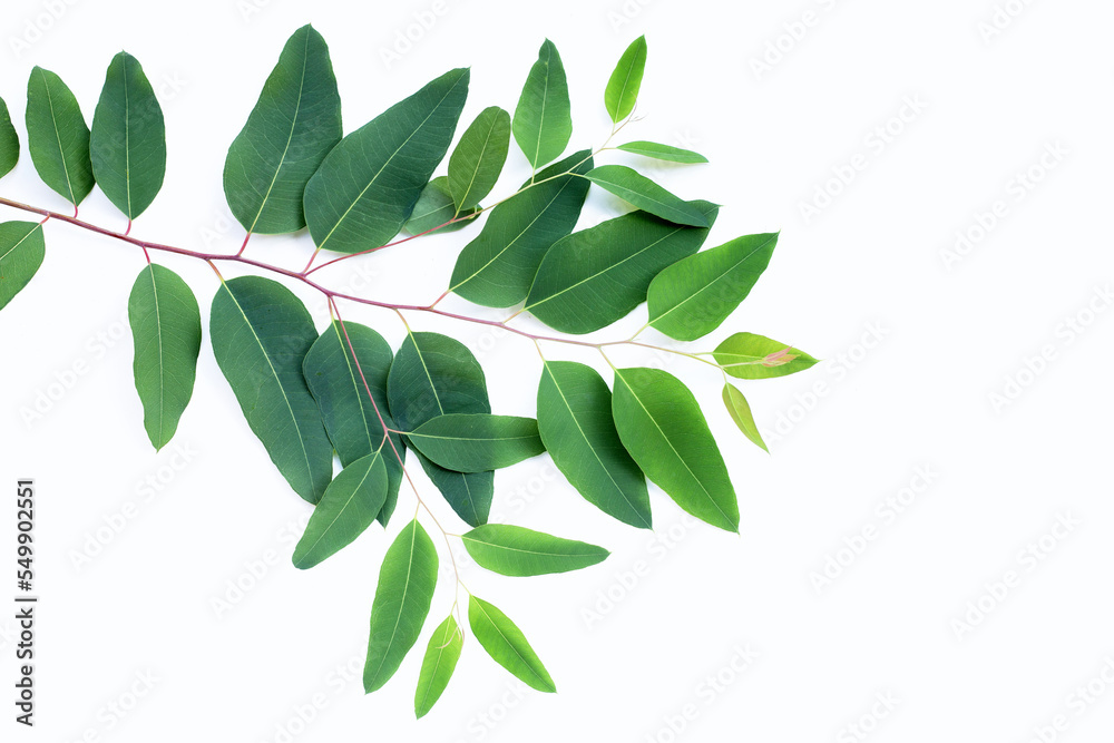Eucalyptus leaves on white background. Eucalyptus leaves on white background.