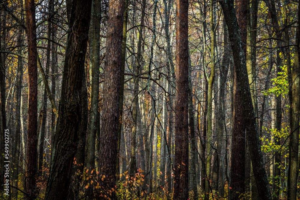 Trunks of trees in a dense forest. Trunks of trees in a dense forest.