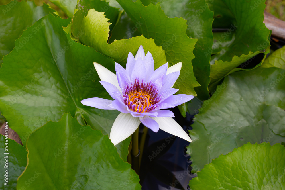 Beautiful blooming Nymphaea lotus flower with leaves, Water lily pot