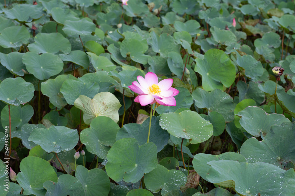 Pink lotus flower blooming in pond with green leaves Pink lotus flower blooming in pond with green leaves