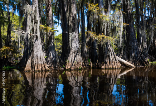 Cyprees trees and reflections at Caddo Lake State Park Texas