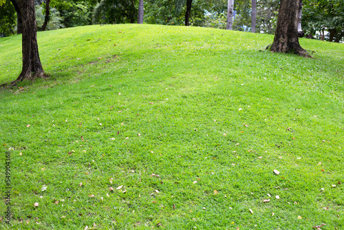  Green grass on slope wih tree