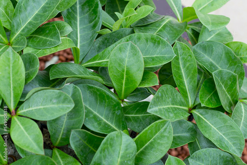 Adenium obesum plant. Green leaves Adenium obesum plant. Green leaves