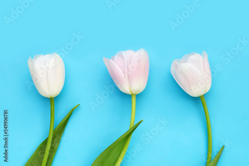 White pink tulips on blue background.