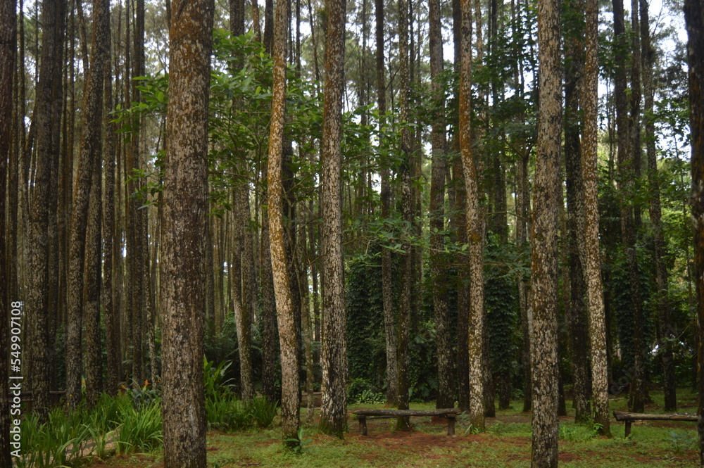 Fototapeta premium trees in the forest