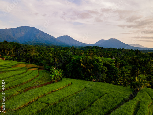 Rice terraces view with Volcano Bali three