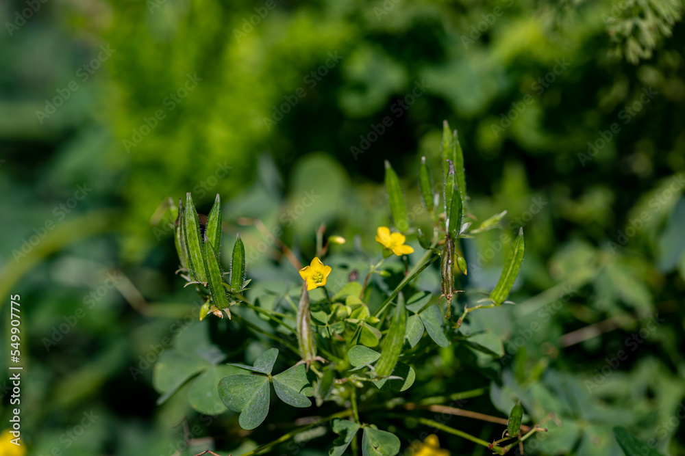 Oxalis dillenii flower growing in meadow Oxalis dillenii flower growing in meadow