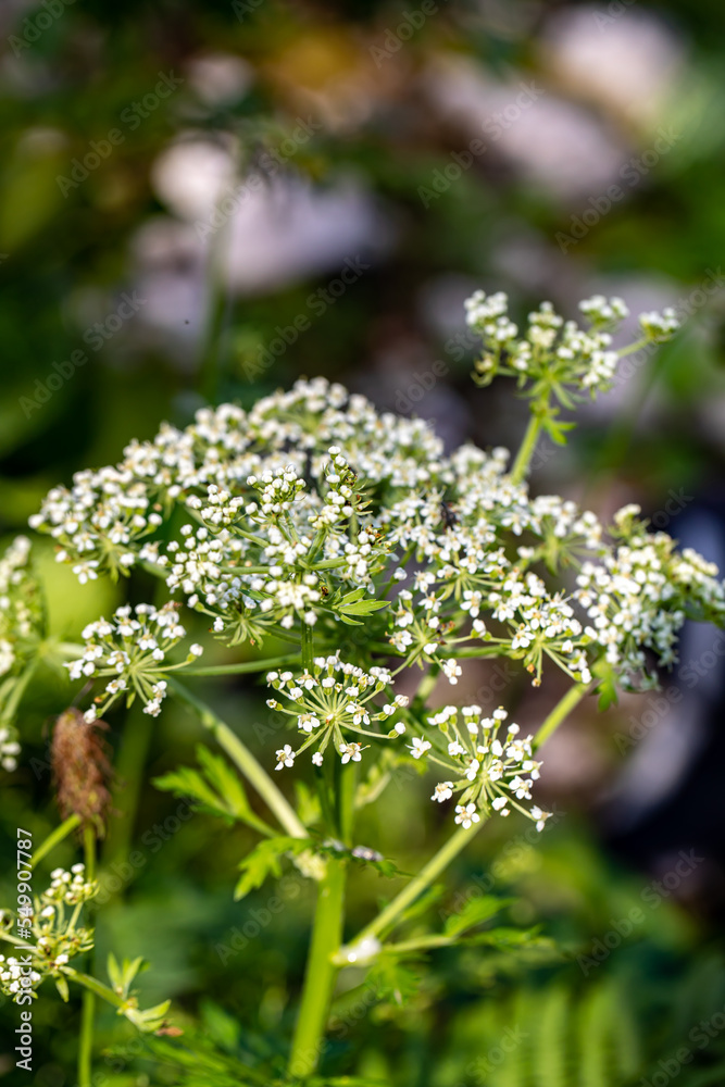 Pleurospermum austriacum flower growing in mountains Pleurospermum austriacum flower growing in mountains