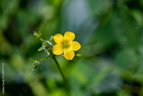 Oxalis dillenii flower growing in meadow	 photo