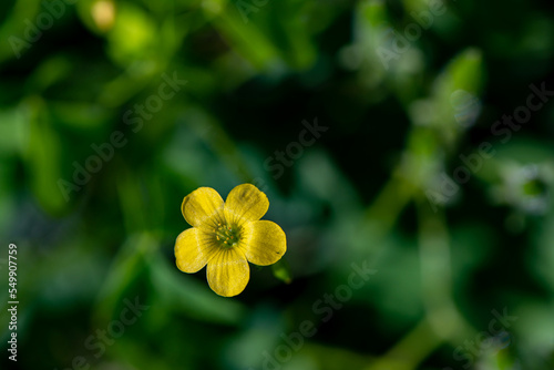 Oxalis dillenii flower growing in meadow	 photo