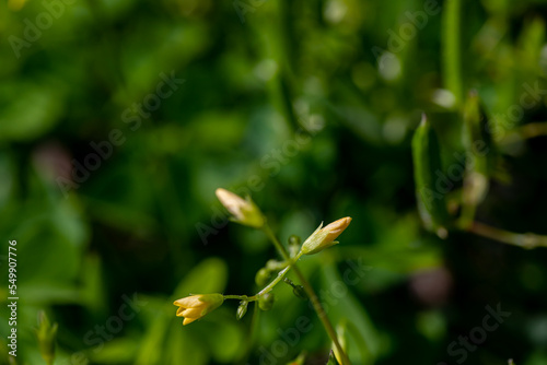 Oxalis dillenii flower growing in meadow	 photo